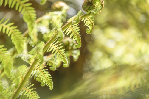 082A0469Matawai Shoot R5low res